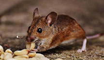 Find Exterminators in Chippewa County